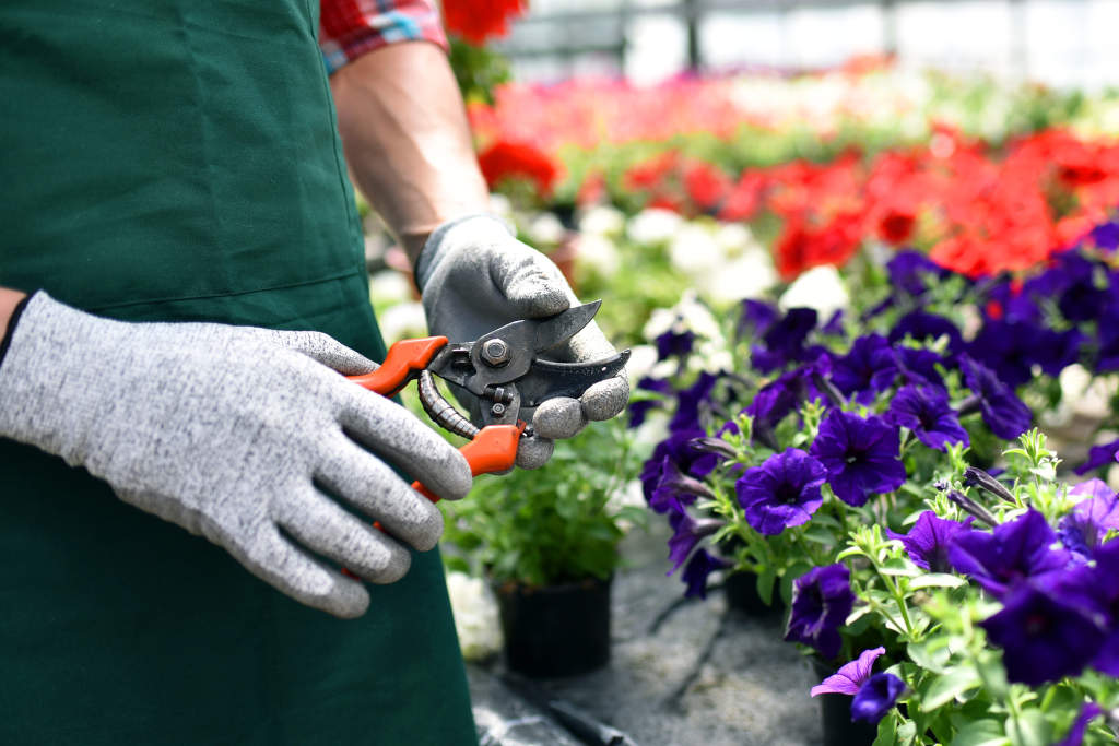 Gärtner mit Ausrüstung im Gewächshaus vor Blumen