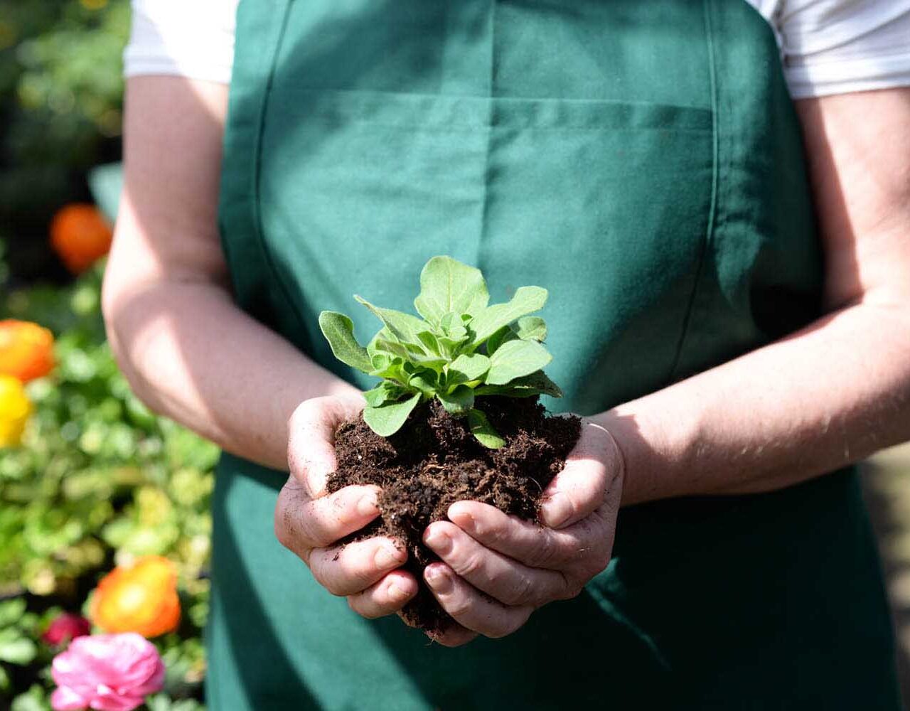 Gärtnerin hält Jungpflanze im Gartenbaubetrieb in Händen