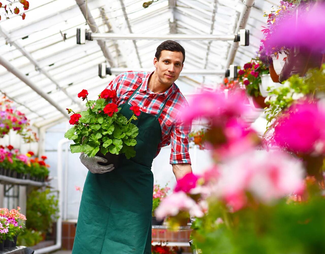 Gardener works in a greenhouse with flowers