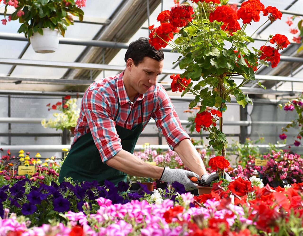 Gardener works in the flower trade  // Gärtner inmitten von Blu